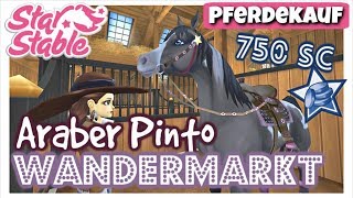 Star Stable SSO Der ARABERPINTO vom WANDERMARKT für 750 Star Coins ⭐️ PFERDEKAUF DEUTSCH [upl. by Eizdnil]