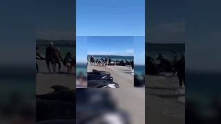 Dramatic Whale Rescue Saving Over 100 Beached Whales in Western Australia wildlife animals [upl. by Cinomod386]