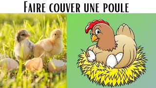 Faire couver une poule 🐔 Astuces pour inciter une poule à couver même sans coq [upl. by Deroo]