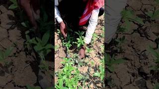 Young Farmers Busy Doing Weeding amp Thinning in Jute shorts [upl. by Flossie]