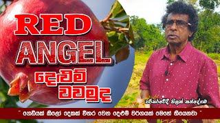 quot RED ANGELS quot දෙළුම් වවමුද  RED ANGELS Pomegranate  Sri Lanka ThilakKandegama [upl. by Parcel]