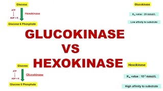 Glucokinase vs Hexokinase  Glycogenesis  Glycolytic Enzymes  Dr Ghanshyam Jangid [upl. by Anida438]