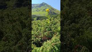 Gargaló nyereg Radnai havasok nemzeti park Parcul national muntii Rodnei 11072024 [upl. by Retxed653]