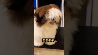 Mai to garden ja rehi hu🤣😂🤣 dog funny comedy doglover sitzu funnypost funniestvideo funny [upl. by Holofernes]