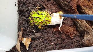 Ceratophrys cranwelli x ornata attacks mouse [upl. by Aniratac77]