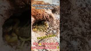 Androctonus australis Fast Take down [upl. by Haneen]