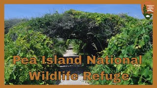 Pea Island National Wildlife Refuge [upl. by Weatherby950]