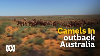 Outback camels culls and carcasses or milk and meat 🐪  Meet the Ferals Ep 8  ABC Australia [upl. by Jennee]