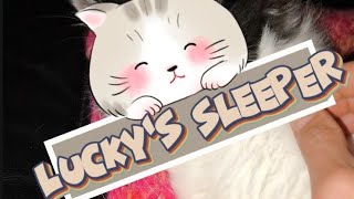 Luckys sleeperIl dormiente di Lucky cat kitten relaxing relax foryou [upl. by Pirali890]