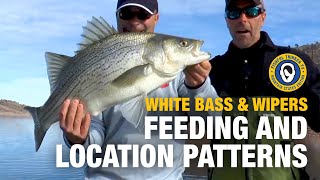 Whacking White Bass and Wipers part 2 of 3 fishingtips whitebassfishing [upl. by Twitt]