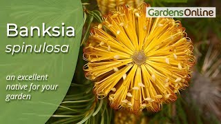 Banksia spinulosa  Hairpin Banksia [upl. by Orelee]