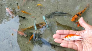 Find Colorful Ornamental fish Goldfish betta fish Catfish lobster koi fish animals Videos [upl. by Nedrob463]