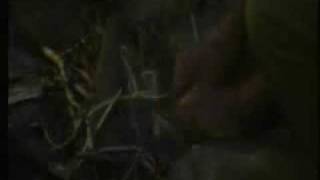 Im A Celeb 2008 Ep 1  Part 5 [upl. by Ariec]