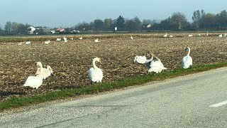 Labudovi uživaju na jesenskom suncu [upl. by Straub]