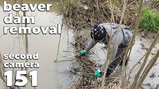 Beaver Dam Removal By Hand No151  With My Dad  Second Camera [upl. by Eriha]