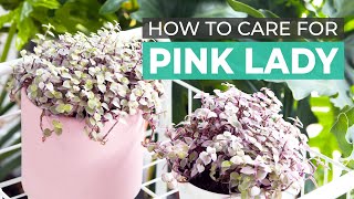 BEST TIPS  HOW TO CARE FOR PINK LADY CALLISIA REPENS TURLE VINE [upl. by Aicilaana892]