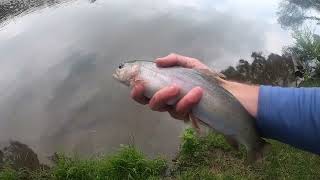 Using a Spinner and Worms to Catch Cutthroat Trout PB x3  Also Looking For Mushrooms [upl. by Hebert451]