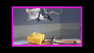 Voici Comment Fabriquer un Piège à Souris Efficace Sans Les Tuer [upl. by Sammy500]