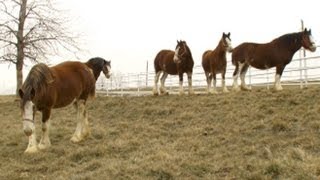 Super Bowls Baby Clydesdale A Budweiser Story  Nightline  ABC News [upl. by Tobye]