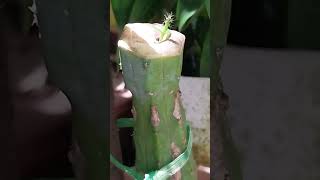 Grafting dragon fruit seedlings into epiphyllum and cactus  which one will make it [upl. by Euh]