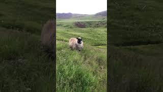 Icelandic sheep [upl. by Eenhat]