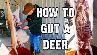 How to Gut a Deer  Field to Fork Part 1 [upl. by Vedetta674]