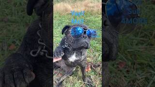 wings meme funny viralshort trend frug animals dog cute animallover chill vibe [upl. by Nilad559]