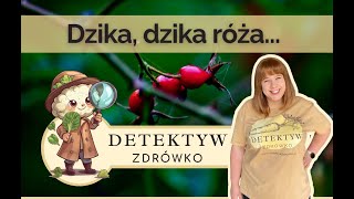 Dzika dzika róża  Polskie superfoods [upl. by Dlonyar766]