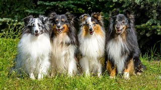 The Unique Temperament of the Shetland Sheepdog What Makes Them Special [upl. by Karmen]