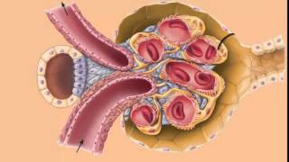 AampP 2 Renal PhysiologyUrine Formation Part 1 [upl. by Grishilde884]