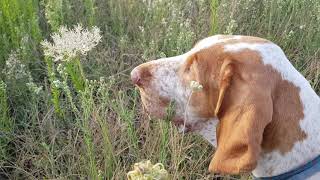 Bracco Italiano su quaglie di ripasso [upl. by Pat10]