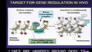 Transcriptional Mechanisms of Drug Addiction [upl. by Pardoes]