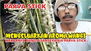 Mengeluarkan aroma wangi semerbak dimalam hari bunga sansevieria parva stick varigata [upl. by Donegan]