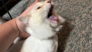 Dad Comforting His Cat During a Seizure [upl. by Bisset]