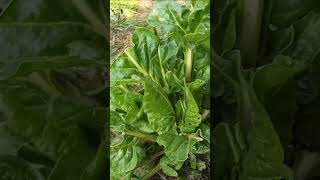 IDENTIFYING LUMPS AND BUMPS ON YOUR VEGETABLES AND CROPS WHAT TO DO IF YOU HAVE THESE GALLS [upl. by Ailekat]