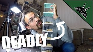 MY NEW DEADLY ANIMALS  Unboxing [upl. by Prudy]