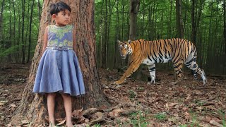 tiger attack man in the forest  tiger attack in jungle royal bengal tiger attack [upl. by Langille538]