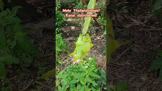 Drachenfrucht wild Thailand thailandurlaub dragonfruit [upl. by Sanger]