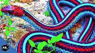 Worlds Most Colorful Snakes EP 426  SnakeBytesTV [upl. by Tewell]