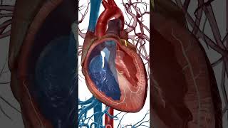 Heart Anatomy Overview [upl. by Hcone119]