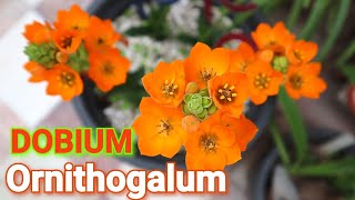 How to grow Ornithogalum Dobium [upl. by Eegnat]