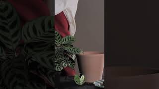 Adding Soil for Transplanting My Ctenanthe BurleMarxii 🌱  ASMR Plant Care asmr houseplants [upl. by Akital]