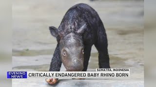 A critically endangered Sumatran rhino named Delilah successfully gives birth in Indonesia [upl. by Ase]