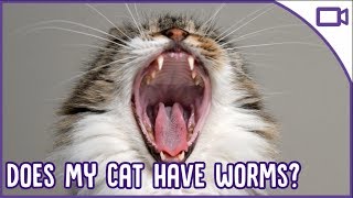 How to Tell If Your Cat Has WORMS  Top Signs [upl. by Neumann]