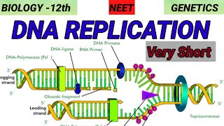 DNA REPLICATION  Genetics  Molecular basis of Inheritance 🎯 Quick Revision 🔥 [upl. by Haldi358]