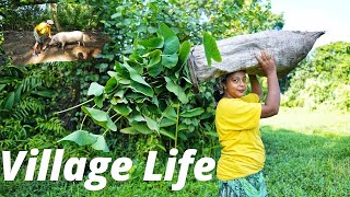 Village Life Style Collecting Food for the Pig  Village Lifestyle  vlog villagelife [upl. by Carol]