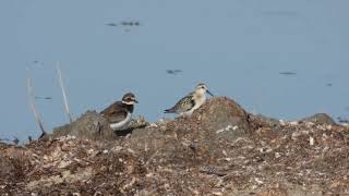 Sanderling Piovanello tridattiloCalidris alba Ringed Plover Corriere grosso Charadrius hiaticula [upl. by Drain306]