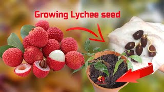 How to grow Lychee plan from seed लीची के बीज से पौध बनाने की आसान विधि Growing Lychee seed [upl. by Kutzer]