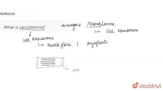 What is sarcolemma [upl. by Sundberg]