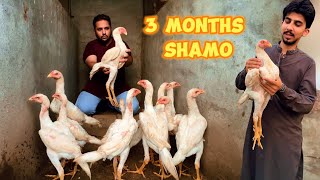 3 Months Wale Shamo Ka Rola How To Grow Shamo Farm Hen Hatching Eggs Shamo Breeding Farm Hsn [upl. by Arramahs579]